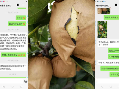 江苏连云港皇冠梨种植户仇大哥——稼乐夫水溶肥客户案例