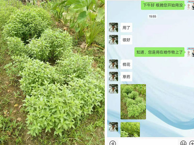 广西肇庆种植户陈哥——稼乐夫水溶肥客户案例