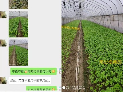 浙江绍兴蔬菜种植户蔡大哥——稼乐夫水溶肥客户案例