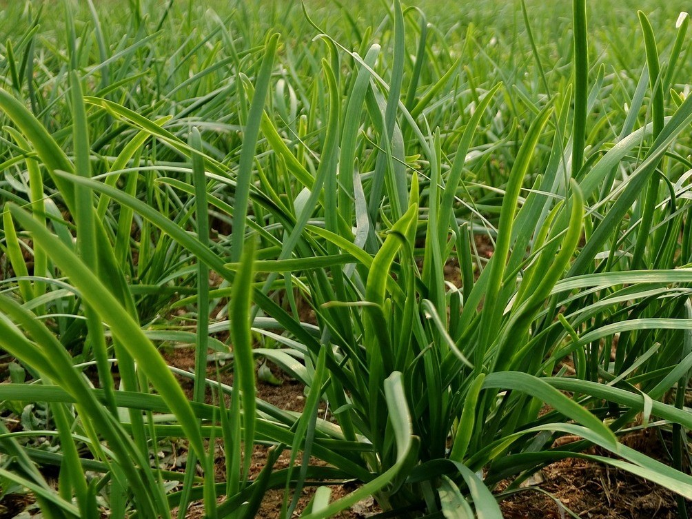 韭菜如何施肥可以提高收成？韭菜的施肥方法