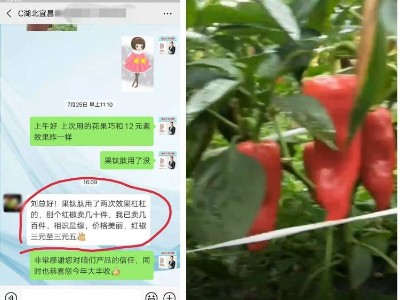 辣椒上使用什么肥料能够促进卖相好提早上市?