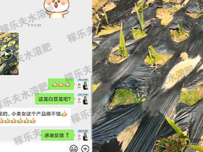 白芨怎么施肥出芽多?
