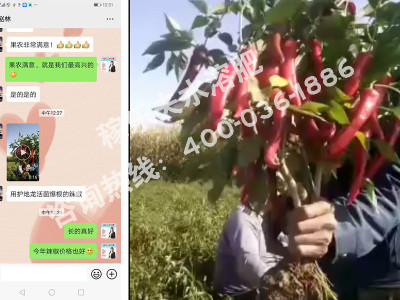 辣椒用什么肥料结果多长势好?