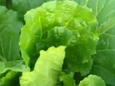 白菜用什么生根肥效果好?