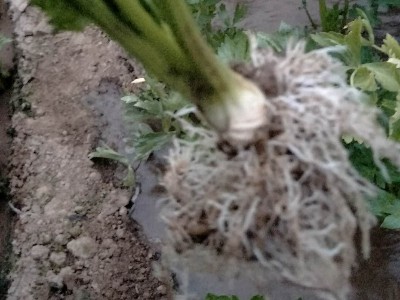 芹菜生根水溶肥哪家好?推荐稼乐夫水溶肥