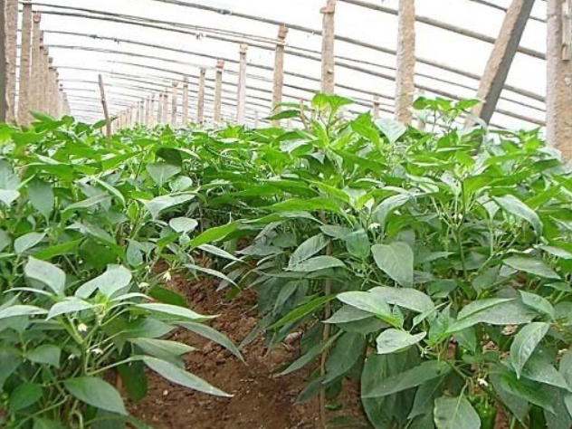 温室追肥灌​溉技术