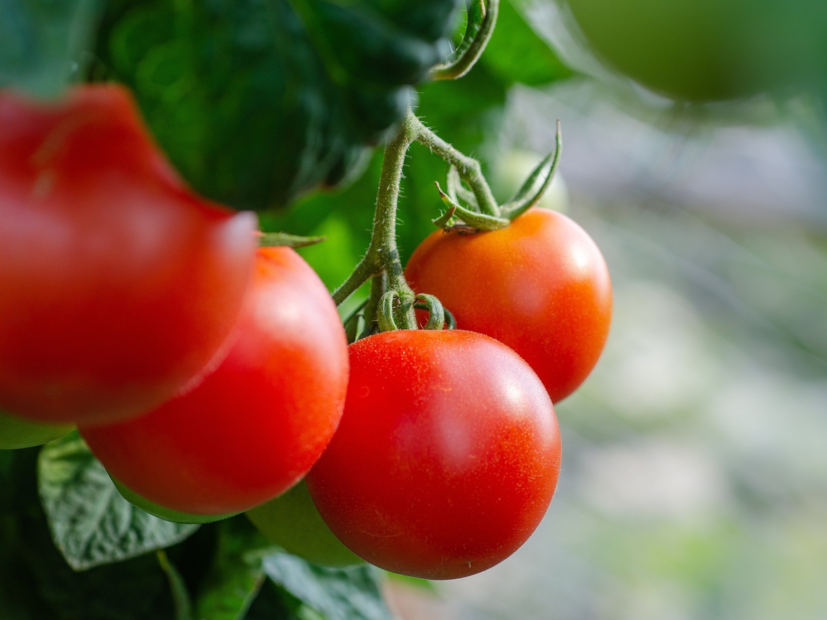 番茄根结线虫病的危害？番茄如何防治根结线虫病