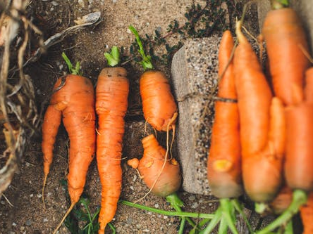胡萝卜的正确施肥方法，胡萝卜高产施肥技术