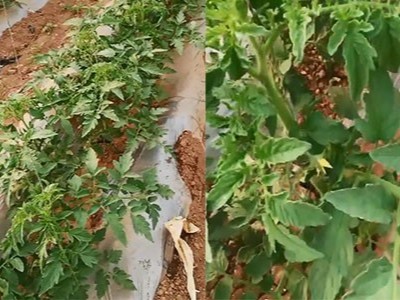 番茄上使用微生物肥料好在哪儿?