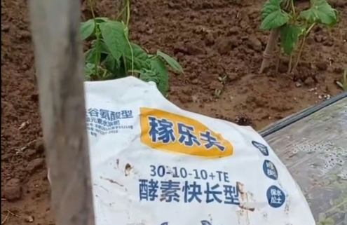 豆种植户使用稼乐夫水溶肥