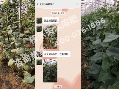 黄瓜上根结线虫怎么防治?