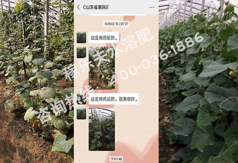 山东惠民县黄瓜种植户单经理