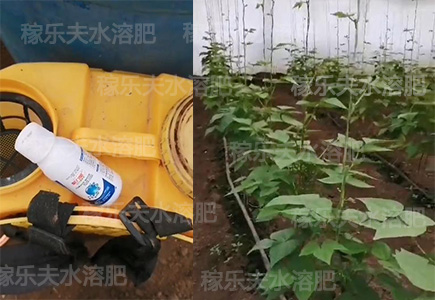 豆角叶面肥哪家好?