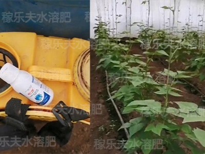 豆角种植如何施肥才能高产?