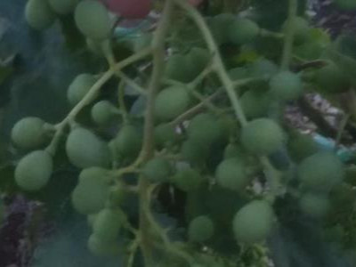 葡萄全年施肥方案，葡萄施肥时间和方法