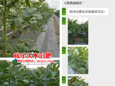 陕西咸阳番茄种植户史经理——稼乐夫水溶肥客户案例