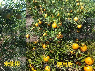 柑橘叶面肥哪个牌子转色好?