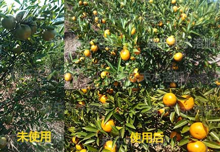 柑橘上用果肽钛叶面肥效果对比,稼乐夫叶面肥