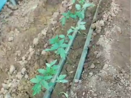 秋延后黄瓜栽培技术，秋延后黄瓜种植时间