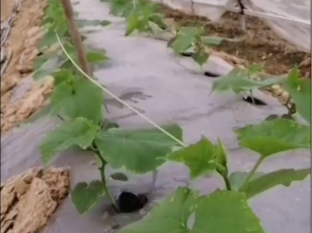 黄瓜苗期施什么肥好？