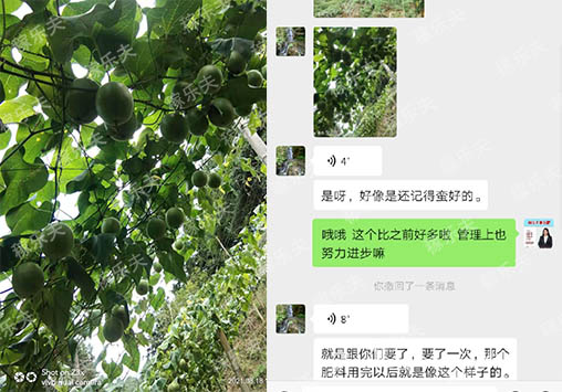 罗汉果上使用稼乐夫水溶肥效果
