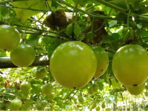 百香果怎么施肥好？百香果怎么种植产量高？