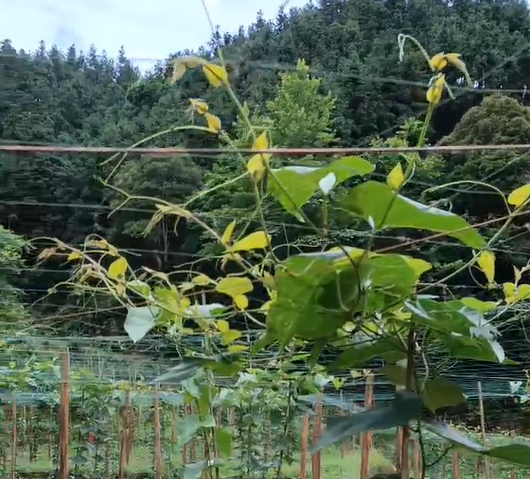 罗汉果使用稼乐夫水溶肥长势好