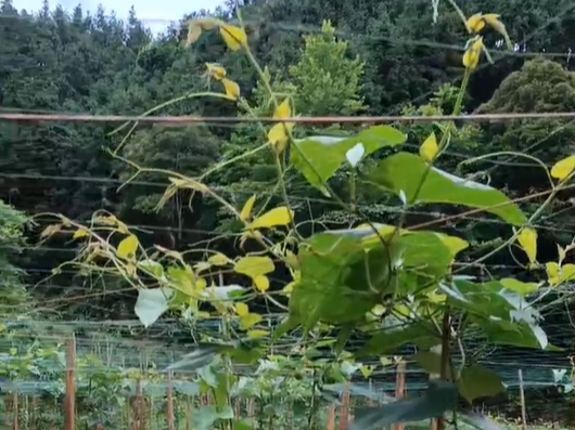 含腐植酸​水溶肥怎么使用好？