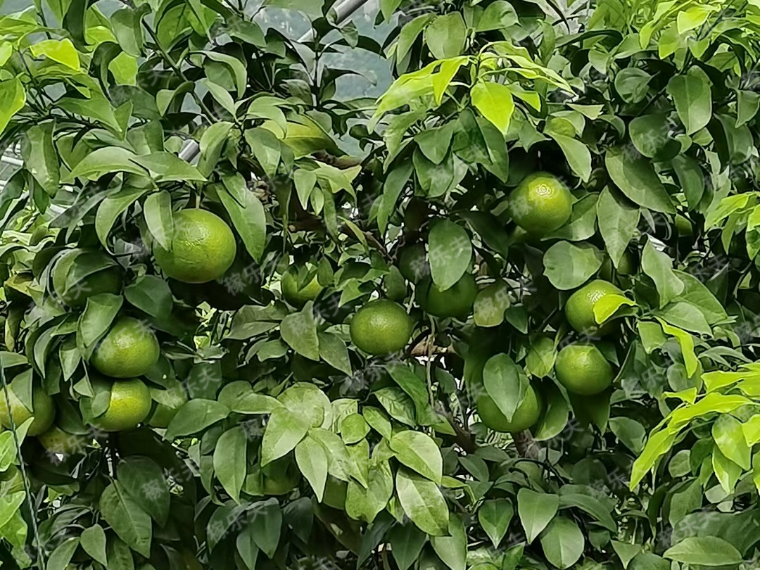 大量元素水溶肥如何​施用好？