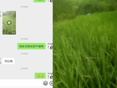 水稻用什么肥料施好？