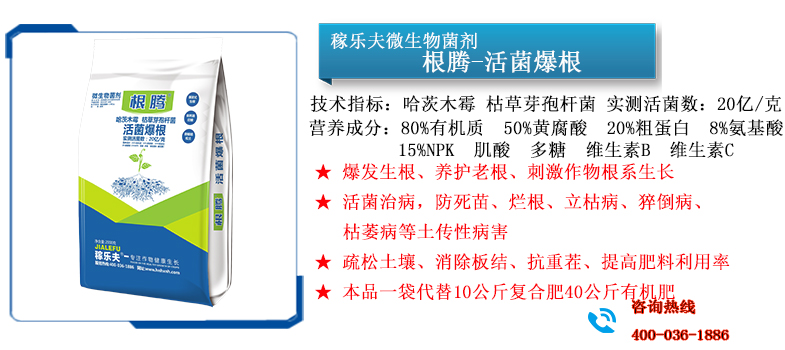 根腾活菌爆根