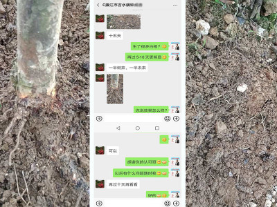 石榴树促生根用什么肥?