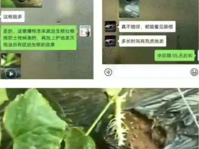 辽宁朝阳凌源三十家子镇张智维——稼乐夫水溶肥客户案例