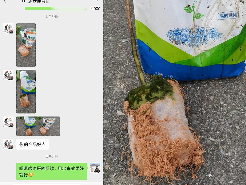 肖大哥肉桂上使用稼乐夫微生物菌剂生根效果