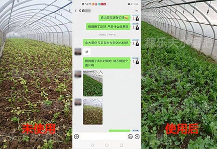 芹菜长势差用什么微生物菌剂好?