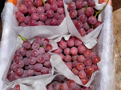 葡萄怎么施肥施什么肥能高产？