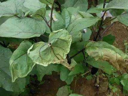 叶类菜急性萎蔫现象