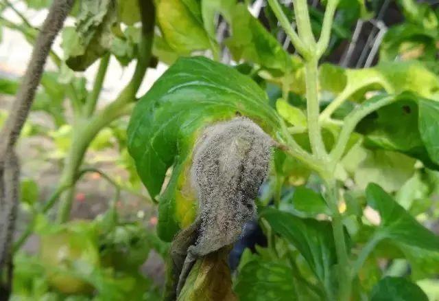 番茄灰霉病