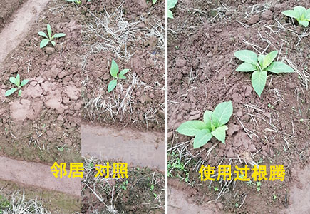 烤烟苗用什么肥料长势好?