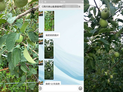 什么大量元素水溶肥对苹果好?