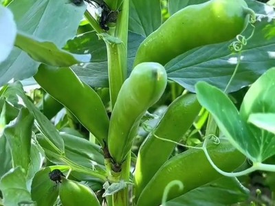 蚕豆高产种植指南：时节选择与科学施肥要领