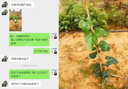 罗汉果上怎么用肥长势好?