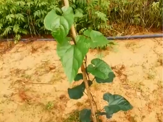 罗汉果生长期如何进行施肥管理?