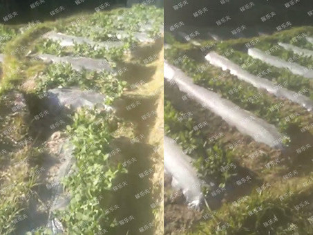 豌豆如何施肥才能高产?