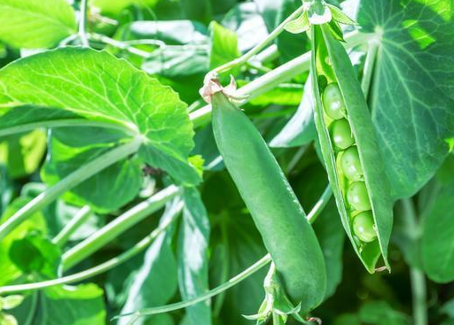 豌豆如何施肥才能高产,稼乐夫肥料厂家