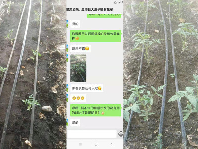 甘肃酒泉番茄种植户谢大哥——稼乐夫水溶肥客户案例