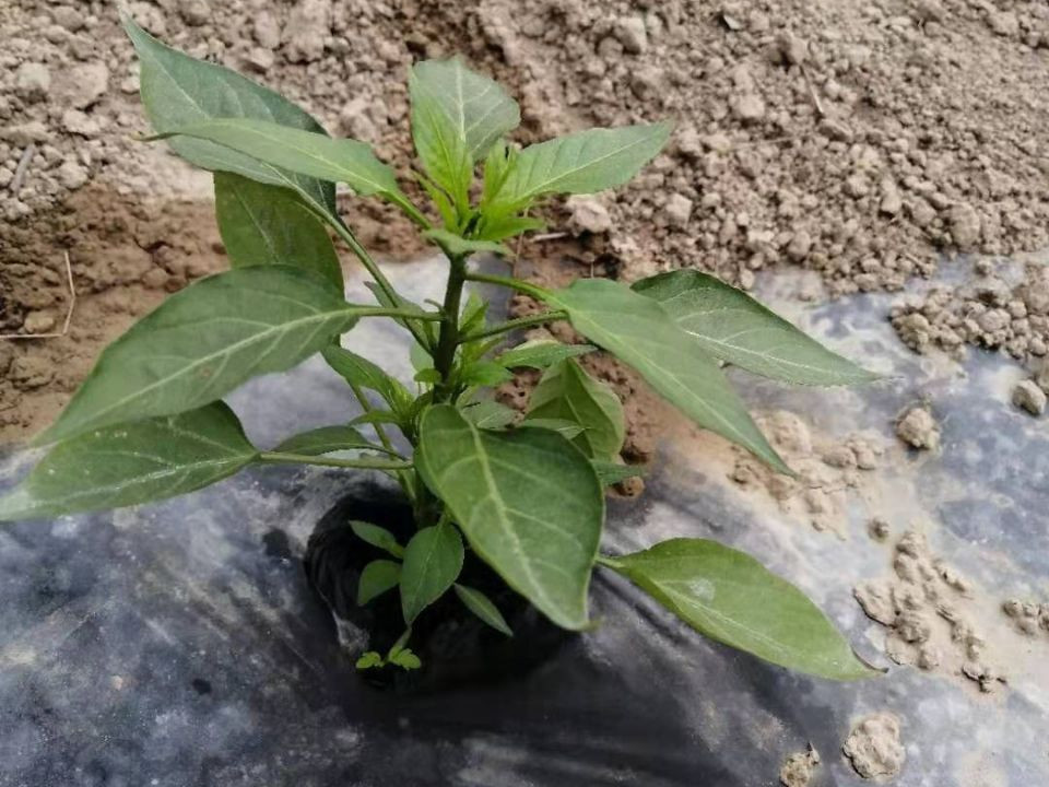 辣椒幼苗用什么肥长的快？