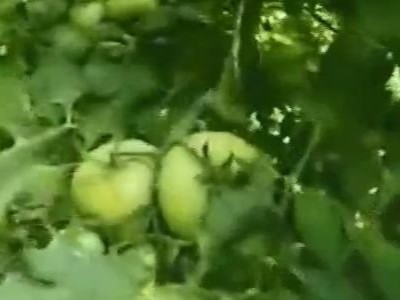 甘肃武威西红柿种植户李大哥——稼乐夫水溶肥客户案例