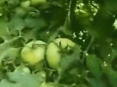 什么厂家的膨果水溶肥在西红柿上表现好？