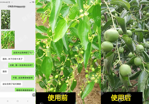 冬枣用什么肥料膨果效果好?为什么那么多人选择稼乐夫水溶肥！